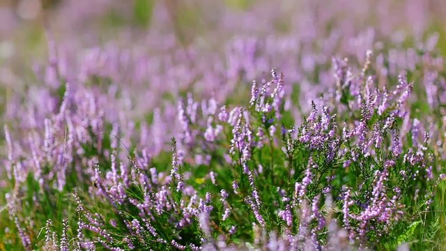 Calluna Vulgaris (heather) bush flapping in wind, macro view