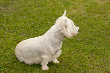 Naklejka na ściany i meble small white terrier practising obedience