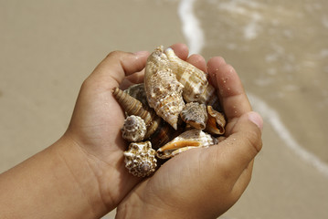Kleiner Junge hält Muscheln in der Hand