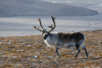 male reindeer