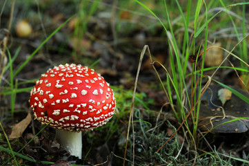 Pilze 3