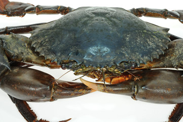 Live Crab Closeup With White background