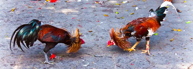 Fotobehang Cock fighting © velvetocean