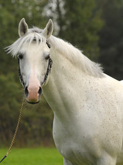 Portrait of the Arabian horse