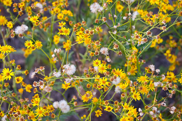 background of flowers