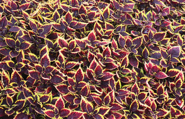 A Background of Bright Red and Yellow Plant Leaves.
