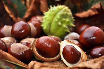 Kastanien im Herbst