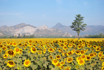 Sunflower field with trees in the middle behind a mountain.