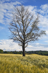 Fototapeta na wymiar Drzewo w polu kukurydzy