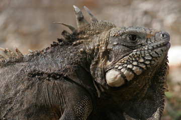 Lagarto H1