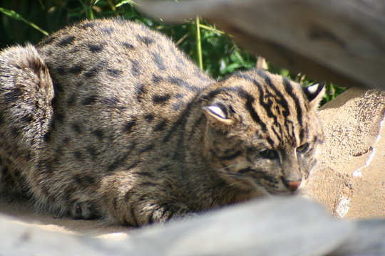 Chat Viverrin