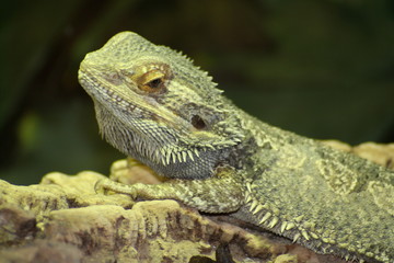 Pogona vitticeps