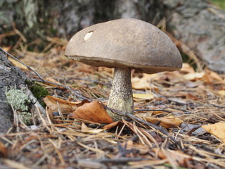 Fototapeta premium Fungus