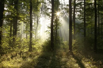 Foto op Plexiglas Mistig bos bij zonsopgang © Aniszewski