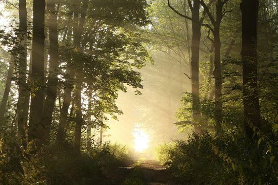 Fototapeta Dirt road through the woods on a foggy morning