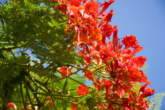 Fototapeta The tree with big red flowers