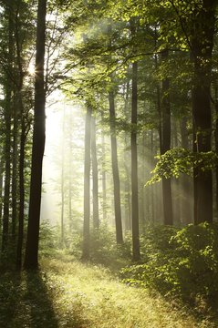 Fototapeta Bright light falling into the misty forest at dawn