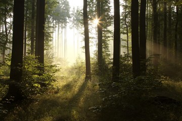 Obraz premium Sunlight falling into the misty spring forest at dawn