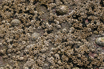 barnacles on rock