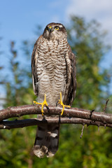bird portrait