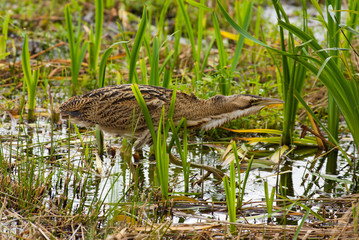 Bittern