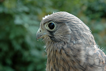 greifvogel  turmfalke