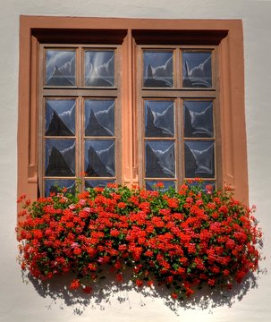 Geranium flower box in front of a window