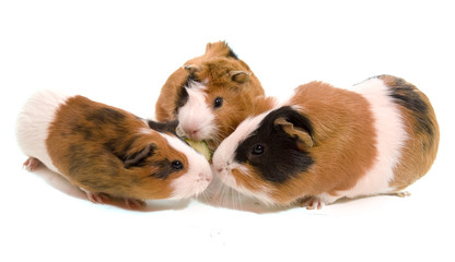 trois jeunes cobayes réunis