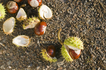 chestnuts from above
