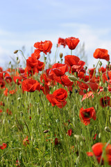 Poppies in barley field