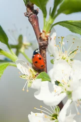 Wall murals Ladybugs apple blossoms ladybird