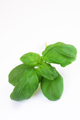 basil on white background
