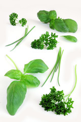 green herbs on white background