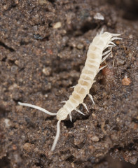 Young centipede.