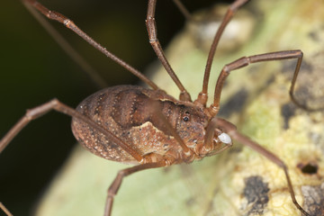 Woodsman feeding on egg. Macro photo.