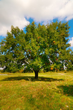 Wonderful alone large oak tree by autumn.
