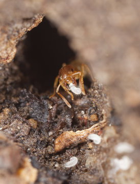 Ant guarding larvae.