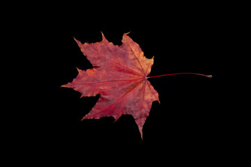 Red autumn leaf on black background