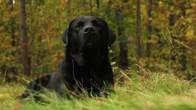 Labrador Retriever relaxing in the autumn forest