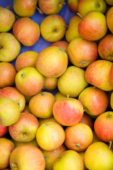 Äpfel vom Bodensee, Bauernmarkt, Apfelernte