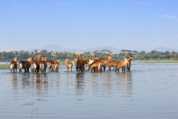 Herd of the antelopes Waterbuck in the water