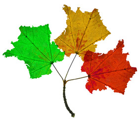 feuilles de france - 3