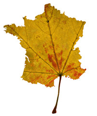 feuille de france - 4