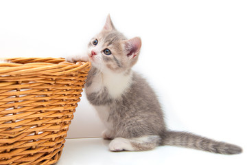 Gray kitten with a wattled basket
