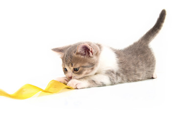 The small kitten plays a yellow tape