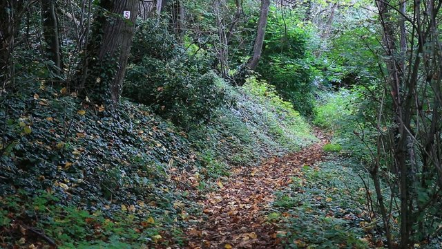 Stechm&uuml;cken am Waldweg
