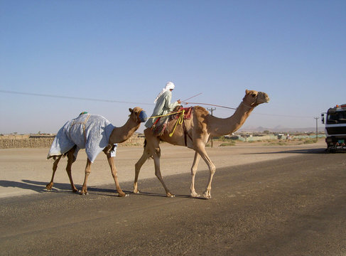 camels crossing the highway
