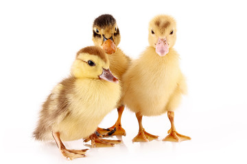 Three ducklings isolated on white