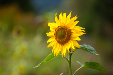 Sonnenblume Helianthus annuus auf Feld im Sommer