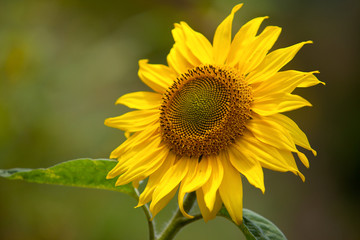 Sonnenblume Helianthus annuus auf Feld im Sommer